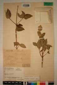 Image result for Strychnos henningsii