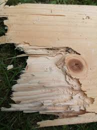 Image result for site:byggahus.se insektsangrepp