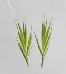 Image result for Eulalia polyneura