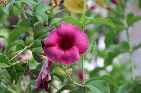 Mandevilla Vine Plant How To Grow And Care For Beginners Florgeous