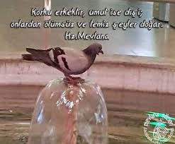 Korku Erkektir Umut Ise Disi Onlardan Olumsuz Ve Temiz Seyler Dogar Hz Mevlana Soap Bottle Hand Soap Bottle Hand Soap