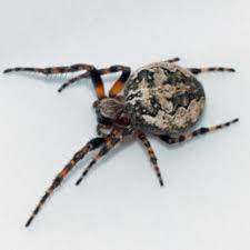 We are looking at ten gross bugs commonly found in wisconsin. Spiders In Wisconsin Species Pictures