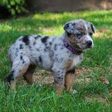 This puppy comes with a brochure including diet and care of your puppy throughout its lifetime, six weeks insurance and is. Queenie Australian Shepherd Catahoula Mix Pupper For Sale At Grabill Indiana Puppies For Sale Near Me Puppies For Sale Cute Dogs And Puppies