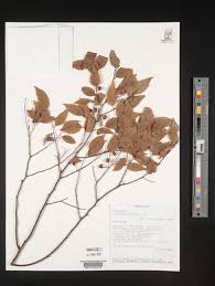 Image result for Olax dissitiflora