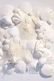 Shell crafts for kids (from eggs, nuts, seeds, & seashells) : Best Crafts To Make Using Seashell Martha Stewart