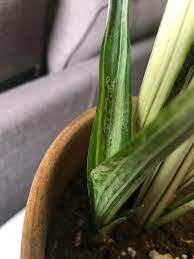 The flowers of this plant are also beautiful and enhance the beauty of any garden. Diagnose And Treat What Are These Black Pests On My Snake Plant Houseplants