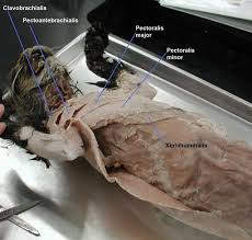 The muscles of the anterior abdominal wall are located near the midline between the costal margin superiorly and the pubis inferiorly. Superficial Chest And Abdominal Muscles Bulb