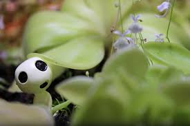 Image result for Utricularia appendiculata