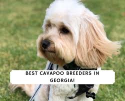 Tucker gets along wonderfully with other dogs & kids, and would be happy to accompany his new owner on their various endeavors. Best Cavapoo Breeders In Georgia 2021 We Love Doodles