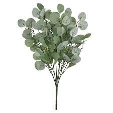 Image result for Eucalyptus