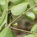 Image result for Pseudospondias microcarpa