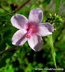 Image result for Urena