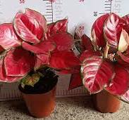 Aglaonema Hongyan Outdoor and Indoor Potted Green Plants