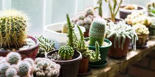 Cat makes a funny face after finding that the only cat proof houseplant is the new cactus. Uncategorized Archives Salisbury Greenhouse