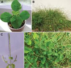 Image result for Achyranthes