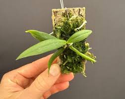 Image result for Aerangis appendiculata