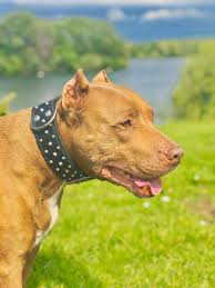 This unique canine belongs to the family of the american staffordshire terrier and officially recognized as the american pitbull terrier (apbt or pittie), Rednose Pitbull Tierisch Verliebt De