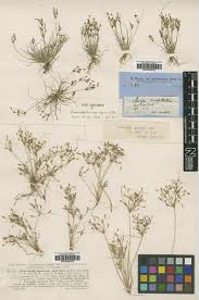 Image result for Fimbristylis squarrosa