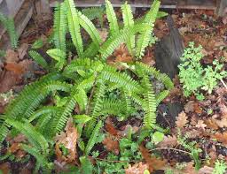 L'ext rieur du herbalaire est en nylon de verre. Nephrolepis Cordifolia Plante D Interieur Et D Exterieur
