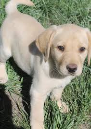 Our chocolate labrador retriever puppies for sale make one of the best companions for a family and home. Colorado S Finest Kennel And Ranch Golden Retriever And Lab Breeders