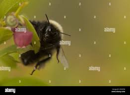 Image result for Bombus monticola