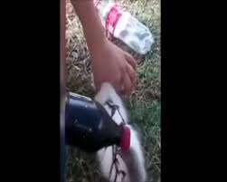 Cani Kadin Kedi Yakti Videosunu Izle Son Dakika Haberleri