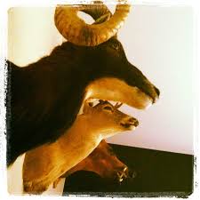 Some Taxidermy I Recently Picked Up I Didn T Hunt The Animals But Im More Interested In The Taxidermy End Rather Than The Hunting End S Animals Art Moose Art