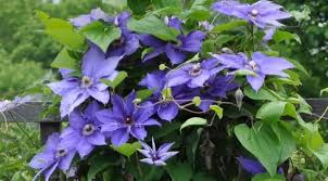 We did not find results for: Do Rabbits Eat Clematis Pet Care Advisors