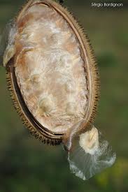 Image result for Amphilophium crucigerum