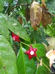 Image result for Heisteria