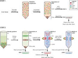 The cell lives and, as a result, the organism lives. Preparation Scheme For The Isolation Of Primary Liver Cells