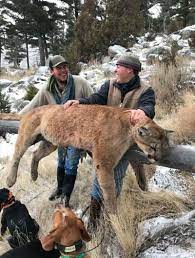 Mountain lion attacks are not common in colorado and it is unfortunate that the lion's hunting instincts were triggered by the runner, ty petersburg the smaller wild cats, up to and including mountain lions and leopards, can be killed by a man without weapons. Social Media Did In Yellowstone Lion Poachers Environmental Jhnewsandguide Com