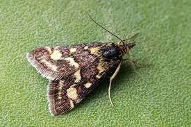 Image result for Pyrausta ostrinalis
