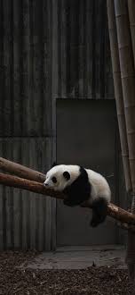 All kinds of animals be it living in the wilderness. Best Animal Iphone 12 Hd Wallpapers Ilikewallpaper