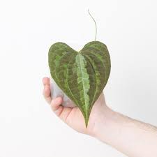 Image result for Dioscorea dregeana