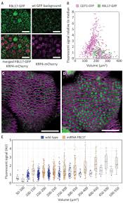 Check spelling or type a new query. Cell Size Controlled In Plants Using Dna Content As An Internal Scale Science