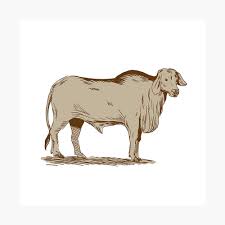 Choose your favorite brahman cattle. Brahman Bull Drawing Poster By Patrimonio Redbubble