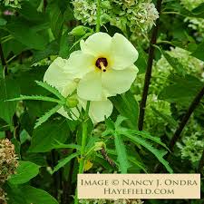 Image result for Abelmoschus