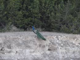 Birds Of East Texas Piney Woods Wild Peacock Bandera Texas With Images Peacock Animals Wild