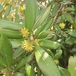 Image result for Trichocladus ellipticus