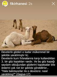 Pin By Nushaba On Islam Ve Din Animals Ferret