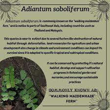 Image result for Adiantum soboliferum