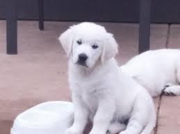 Golden retriever puppies texas akc. Cute Akc English Cream Golden Retrievers 9 Weeks Old For Sale In Midlothian Texas Classified Americanlisted Com