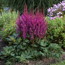 Native plants from drier habitats are also more resistant than others. Photo Essay Deer And Rabbit Resistant Perennials Perennial Resource
