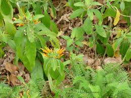 Image result for Justicia incana