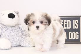 It can be a maltese father or a bichon father and a shih tzu mother. View Ad Zuchon Puppy For Sale Near Florida Naples Usa Adn 28907