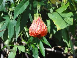 Image result for Abutilon