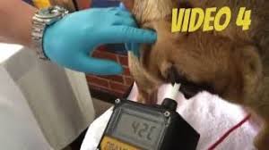 Automatic dog ovulation detector pregnancy tester planning breeder ovulation detector for pig sheep cattle horse veterinary. Video 4 Comparing Draminsky Dog Ovulation Detector Vaginal Cytology Canine Progesterone Youtube