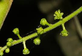 Image result for Brucea antidysenterica