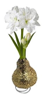 01, 2021 and save on your next purchase! Bulbs Roots Rhizomes Seeds Bulbs Blooms Without Soil Water Perennial Gold Snow Glitter Waxed Amaryllis Bulb